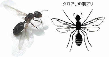 黒蟻の羽アリ